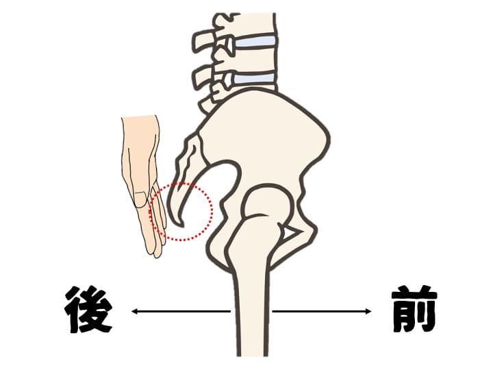 骨盤を横から見た図です。右手で尾骨を触りましょう。この尾骨を持ち上げることで正しい骨盤前傾を作ることができます。その結果、無理なく坐骨座りすることができてアーユルチェア使用時の痛みも軽減します。